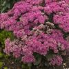 Sedum 'Mr. Goodbud'