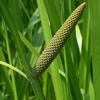 Acorus calamus