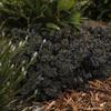 Sedum 'Sunset Cloud'