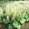 Tiarella cordifolia 'Brandywine'