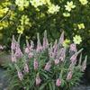 Veronica 'Sweet Lullaby'