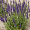 Veronica 'Hocus Pocus'