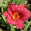 Hemerocallis 'Cranberry Baby'