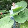 Colocasia gigantea 'Thailand Giant'