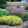 Penstemon pinifolius 'Magdalena Sunshine'