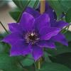 Clematis 'Climador'