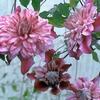 Clematis 'Patricia Ann Fretwell'