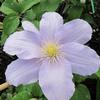 Clematis 'Silver Moon'