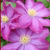 Clematis 'Starburst'