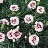 Dianthus 'Rasperry Surprise'