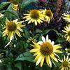 Echinacea 'Amber Mist'