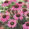 Echinacea 'Pink Mist'
