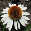 Echinacea 'White Mist'