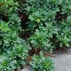 Euphorbia amygdaloides var. robbiae