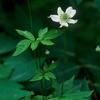 Anemone virginiana