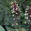 Actaea pachypoda 'Misty Blue'