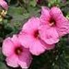 Hibiscus 'Royal Gems'