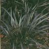Ophiopogon niger 'Black Dragon'