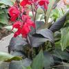 Canna 'Red Velvet'