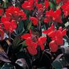 Canna 'Tropical Bronze Scarlet'