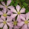 Clematis 'Comtesse De Bouchard'
