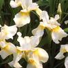 Iris sibirica 'Butter & Sugar'