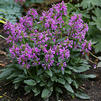Stachys minima