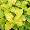 Lamium maculatum 'Lemon Frost'