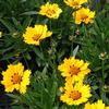 Coreopsis lanceolata 'Walter'