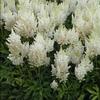 Astilbe x arendsii 'Weisse Gloria (WHITE GLORIA)'