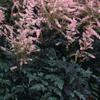 Astilbe simplicifolia 'Hennie Graafland'