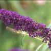 Buddleia davidii 'Black Knight'