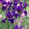 Iris sibirica 'Ruffled Velvet'