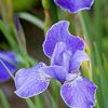 Iris sibirica 'Silver Edge'