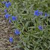 Pulmonaria longifolia 'Bertram Anderson'
