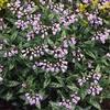 Pulmonaria 'Roy Davidson'