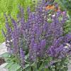 Salvia verticillata 'Endless Love'