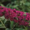 Buddleia davidii 'Royal Red'