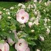 Hibiscus moscheutos 'Disco Belle Pink'