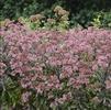 Sedum 'Garnet Brocade'