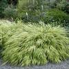 Hakonechloa macra 'Aureola'