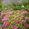Sedum spurium 'Hot Stuff'