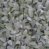 Stachys byzantina