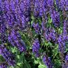 Salvia nemorosa 'Viola Klose'