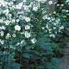 Anemone alba 'Honorine Jobert'