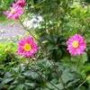 Anemone 'Prince Henry'