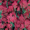 Achillea millefolium 'Summerwine'