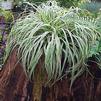 Carex morrowii 'Silver Sceptre'
