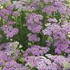 Achillea millefolium 'Pretty Belinda'