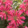 Monarda x didyma 'Coral Reef'